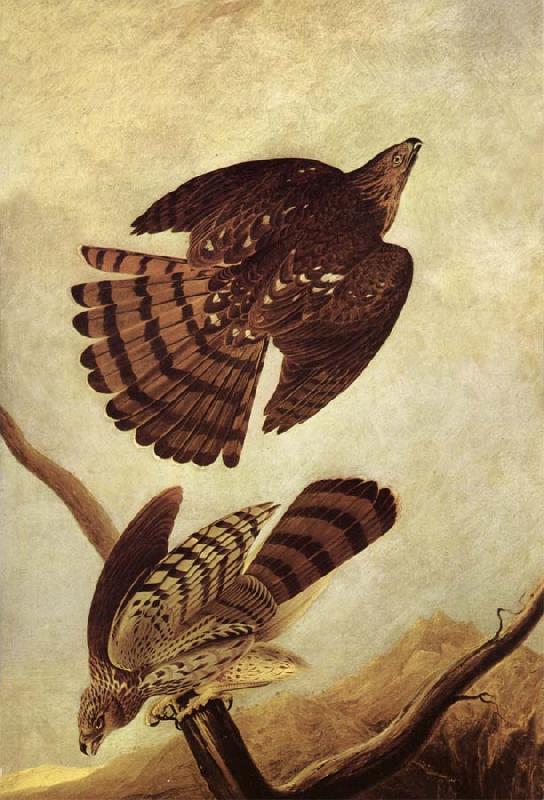 John James Audubon Stanley Hawk Germany oil painting art